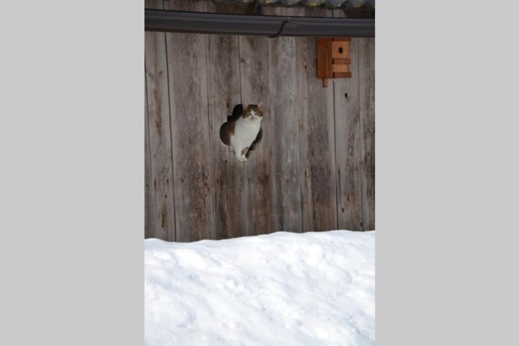 Charmantes Gaestehaus Am Waldrand In Alpiner Lage Siehe Auch Zweites Objekt Gaestewohnung In Altem Bauernhaus Stanz Im Murztal Exterior foto